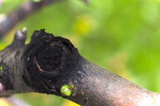 Як лікувати яблуню від чорного раку причини та шляхи вирішення проблеми