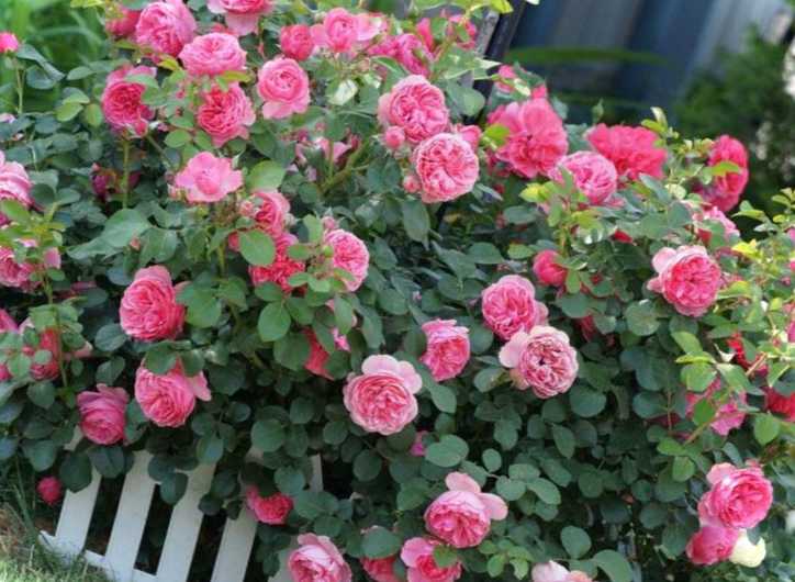 Місце щеплення у троянди де має бути при посадці, чи потрібно заглиблювати, фото