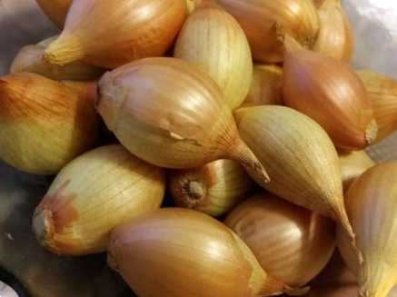 Цибуля-шалот - вирощування та догляд у відкритому ґрунті