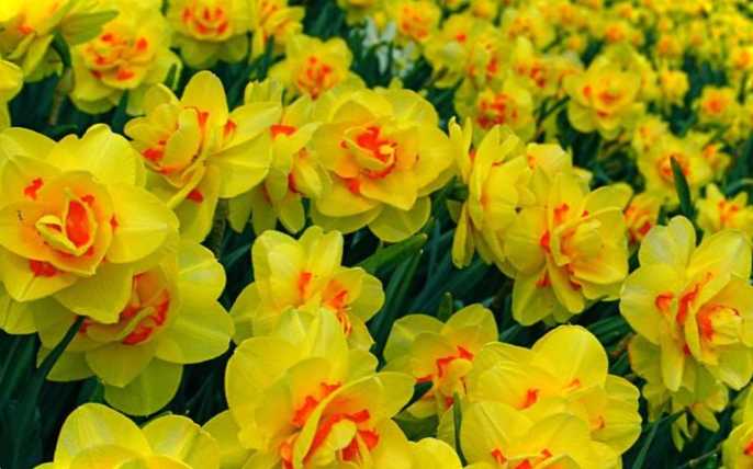 Що цвіте після тюльпанів та нарцисів правильне сусідство