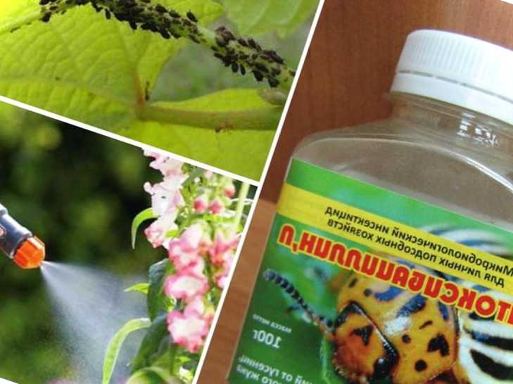 Препарат Бітоксибацилін і як його використовувати інструкція із застосування