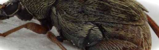 Фасолева зернівка в квартирі фото жука, як його позбутися