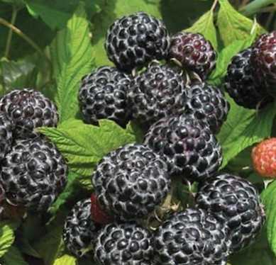 Малина чорна Кумберленд основні правила догляду та обрізки