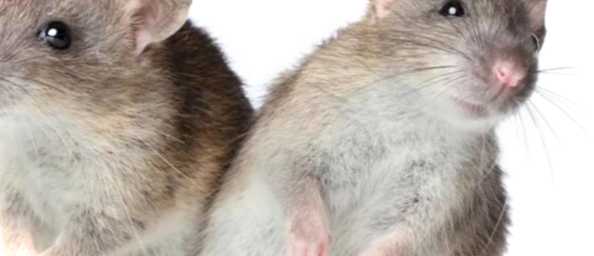 Виведення щурів у домашніх умовах як і чим труїти гризунів