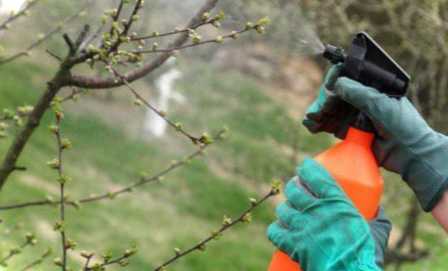 Бакові суміші для обробки саду навесні рецепти в домашніх умовах