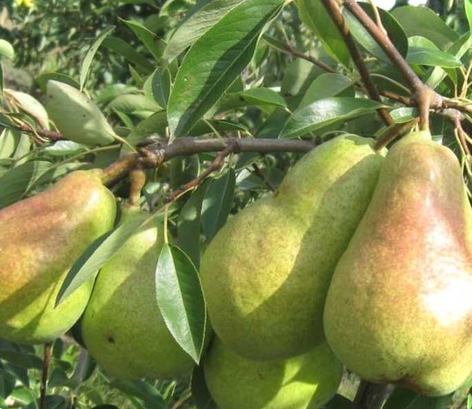 Квіти груші етапи цвітіння та причини відсутності цвітіння та плодів у груші