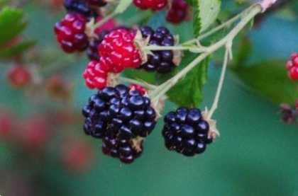 Солодкі врожайні сорти безшипної ожини для Підмосков'я список