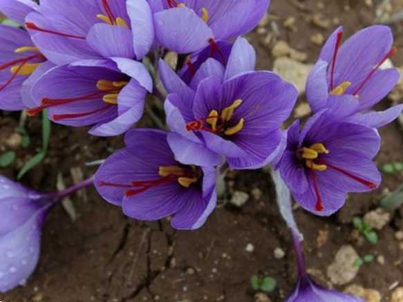 Що таке приправа жовта квітка? Правильна назва рослини