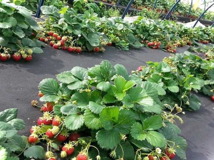 Дізнайтеся про те, як правильно посадити полуницю під чорний спанбонд