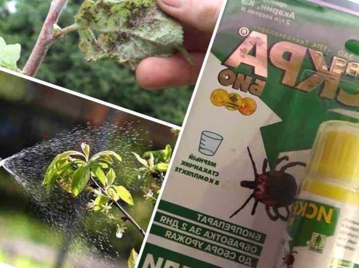 Іскра Золота від шкідників - інструкція щодо використання засобу