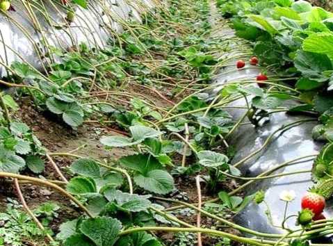 Як відбувається розмноження полуниці поділом куща у серпні?