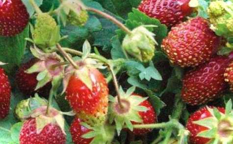 Земклуніка Пенелопа - опис сорту, його особливості та смакові якості