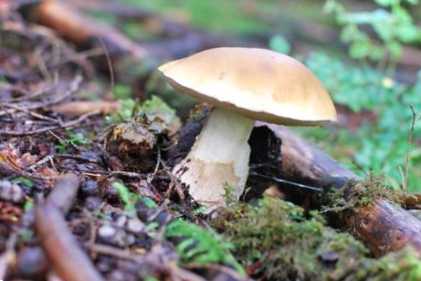 Ділимося порадами, як обробити свіжі гриби - нарізати та заморозити чи законсервувати?