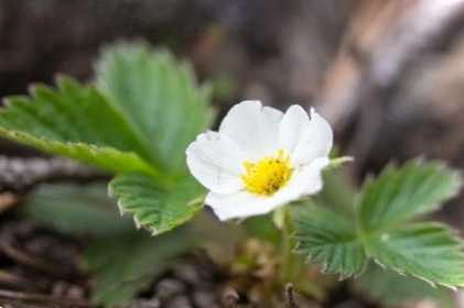 Саджанці полуниці, суниці та як їх зберегти до посадки навесні поради
