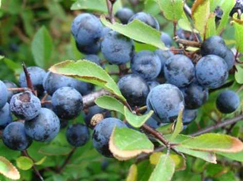 Слива дичка, як вона виглядає і що з нею робити рекомендації, фото