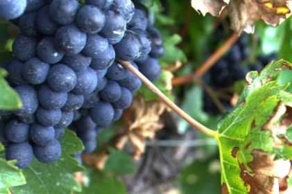 Укорінення винограду зеленими живцями влітку як розмножити у червні