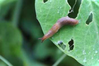 Огляд на Хижак - засіб від слимаків. Для чого використовується цей препарат?