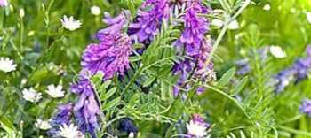 Віка яра як сидерат і коли її посіяти правила вирощування, поради