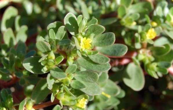 Бур'ян портулак городній фото, лікувальні властивості, користь та шкода