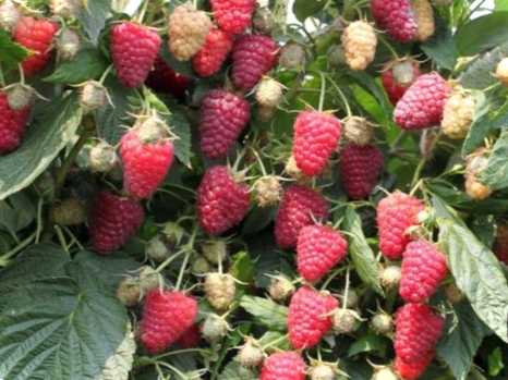 Коли садити ремонтантну малину все про розсаду