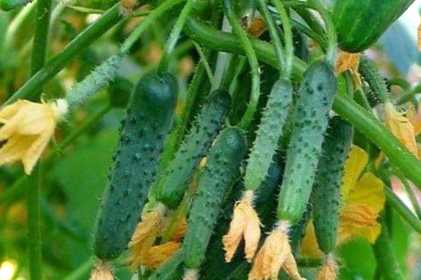 Огірок Коник-горбунок фото, опис та характеристика сорту