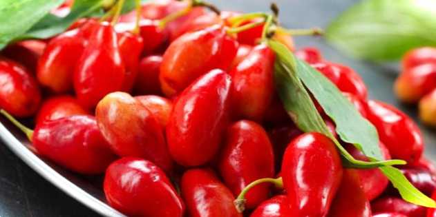 Цікаві факти про ягоду кизил де росте і всі тонкощі вирощування