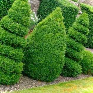 Стрижка самшиту в домашніх умовах як сформувати та стригти кулею