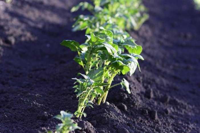 Підгортання картоплі навіщо це робити, як правильно і скільки разів за сезон підгортати