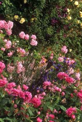 Плетиста троянда не цвіте в саду Що робити, як вилікувати, поради