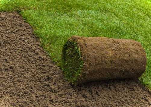 Як виглядає рулонний газон - фото готових проектів з детальним описом