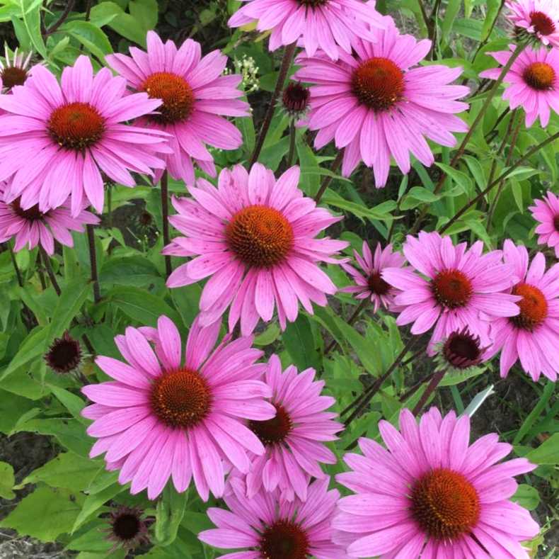 Конусоподібна квітка особливості його розведення та правила догляду