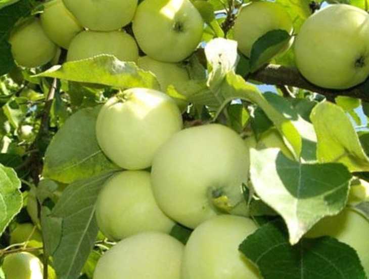 Що робити, якщо немає кори на яблуні ефективні способи відновлення кори