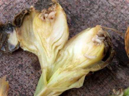 Черв'яки в цибулі що робити, як позбутися, ніж обробити цибулю від шкідників