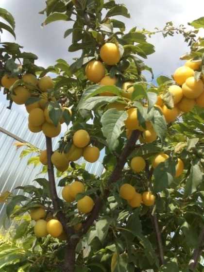 Особливості кореневої системи аличі та рекомендації щодо вирощування