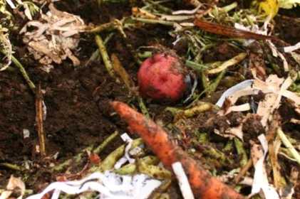 Харчові відходи на дачі як використовувати, чи варто закопувати в грядки