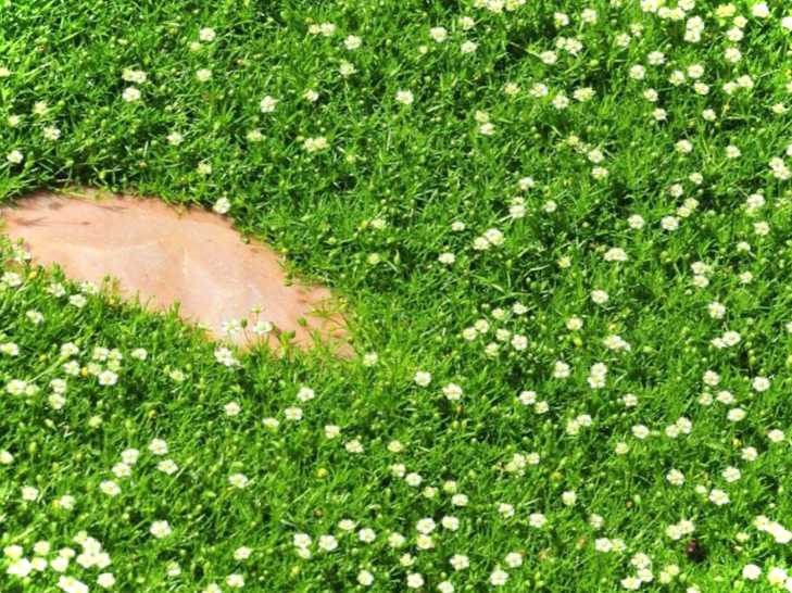 Ірландський мох - газон своїми руками. Як правильно доглядати за мохом?