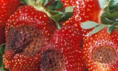 Чому гниє полуниця? Огляд найпоширеніших причин та методи боротьби з проблемою