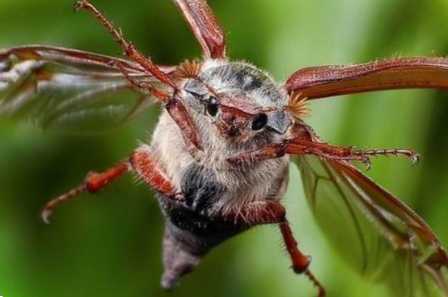 Травневі жуки чомусь літають тільки в травні і куди діваються потім?