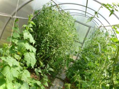 Теплиця цілорічна з опаленням та освітленням розрахунки та ціни