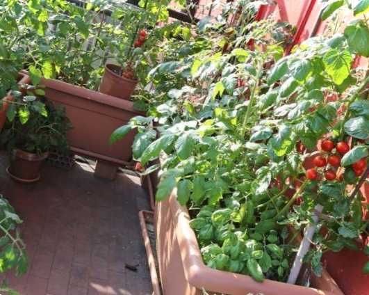 Які овочі можна виростити у квартирі помідори та огірки на балконі