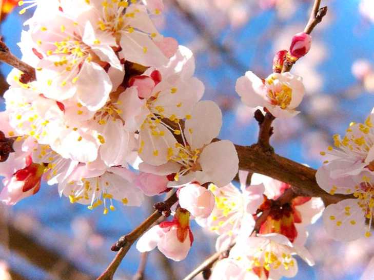 Як цвітуть абрикоси Цікаві факти про весняне цвітіння