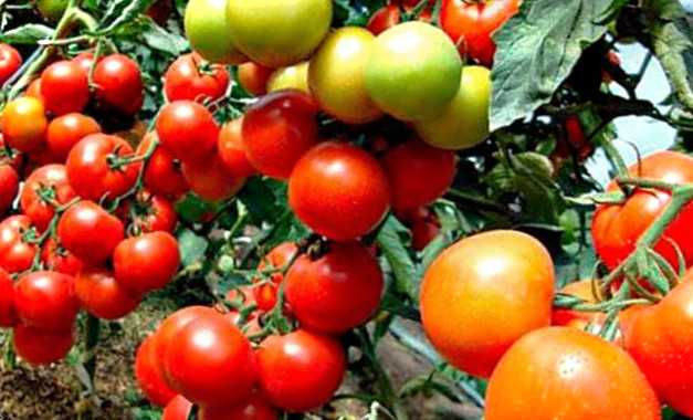 Молоко, йод для огірків та томатів полив у теплиці та дозування