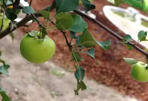 Як підготувати яблуні до зими?