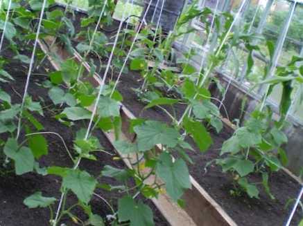 Термін плодоношення огірка як продовжити життя овочів у теплиці