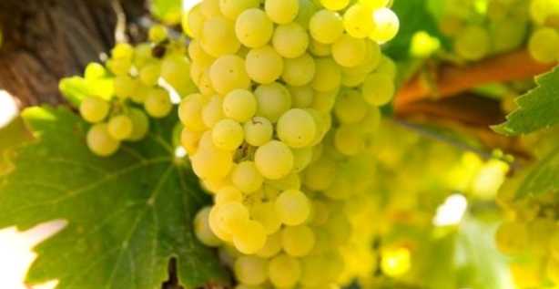 Як зробити вино з кількох сортів винограду і які сорти найкраще підійдуть