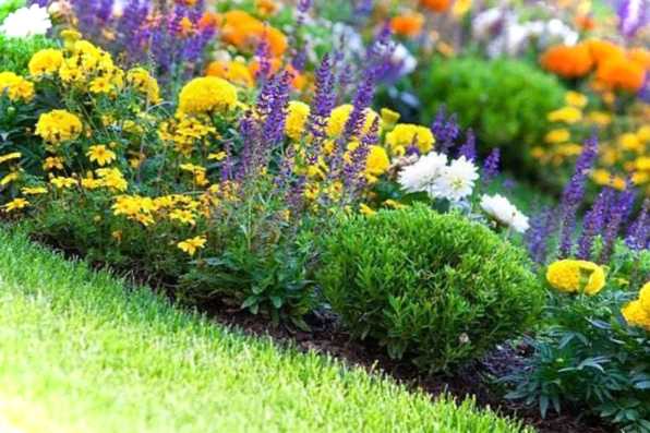Як розташувати квіти на ділянці, де і що садити, як поєднувати