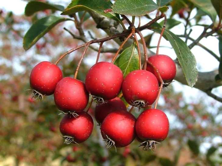 Глід садовий корисні властивості та поради щодо догляду (фото)