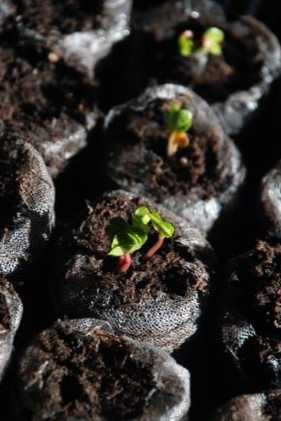 Що можна посадити на городі на початку, середині та наприкінці червня добірка рослин