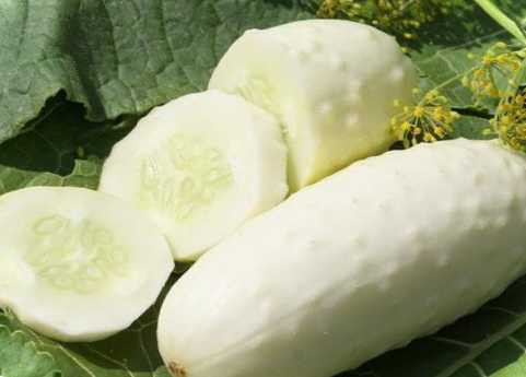 Сорти білих огірків Білосніжка, Вірменський, Біла дача, Білий хрускіт