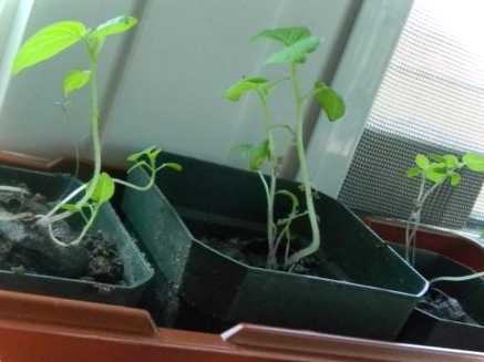 Грядки для дітей город і садок на підвіконні у дитячому садку